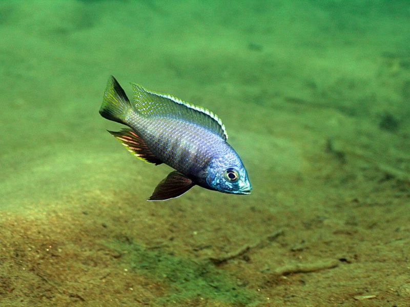 Copadichromis atripinnis 'Chiofu Bay'